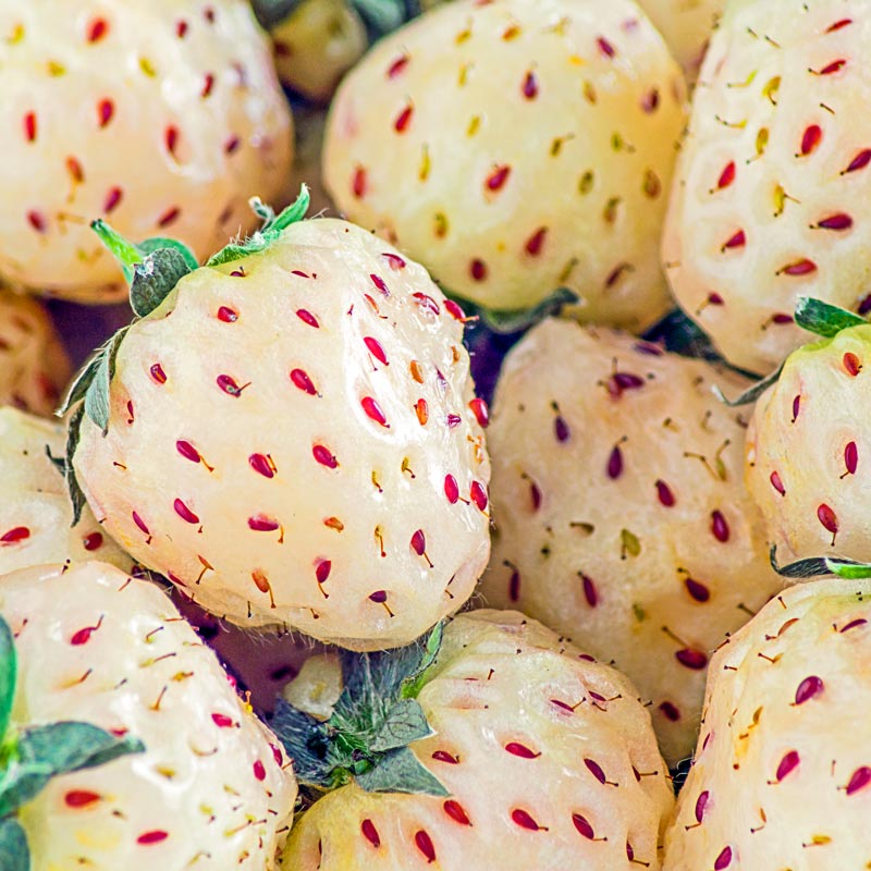 Pineberries are a delicious form of strawberry with a white flesh and red seeds.